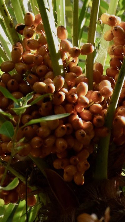 detail dadelpalm