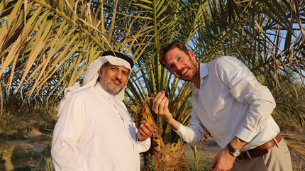 date palms in saudi arabia