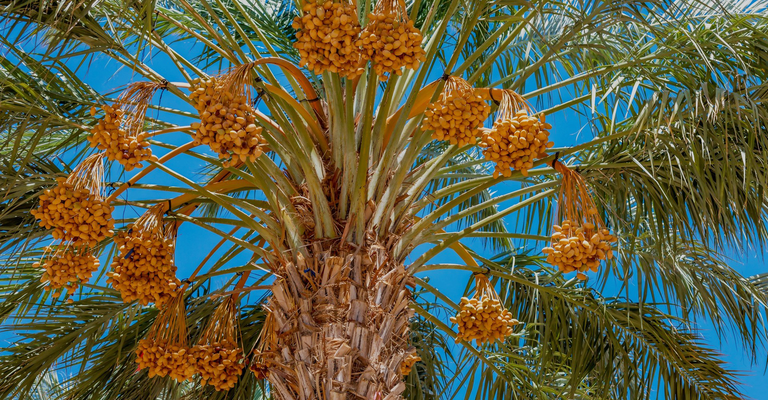 date palm with dates