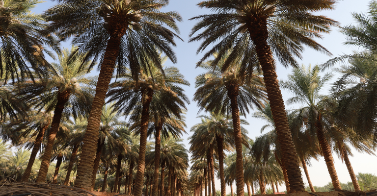 dadelpalm