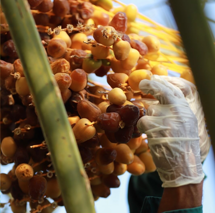 picking of fresh dates from the palm